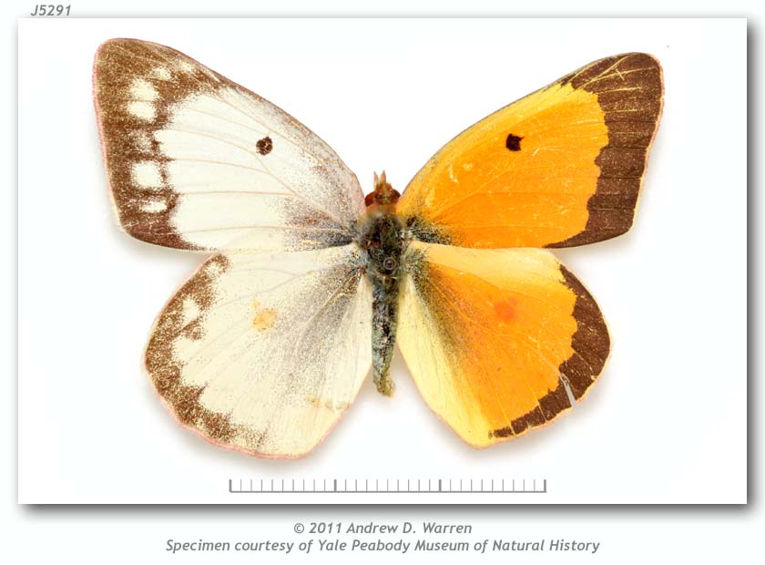 Colias eurytheme (bilateral gynandromorph, Alton, Madison Co., IL 8-18-1936, PMNH) (Internet Image property of respective owner, non-commercial use only)